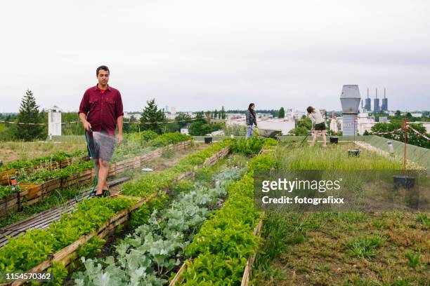 junger wasser kräuter und pflanzen gewässer pflanzen in einem städtischen garten - roof garden stock-fotos und bilder