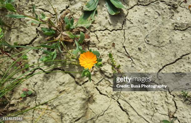 pattern of cracked and dried soil with a dandelion - flexibilidade fotografías e imágenes de stock