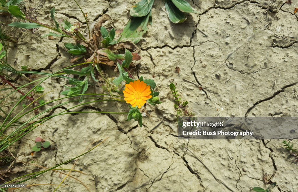 Pattern of cracked and dried soil with a dandelion