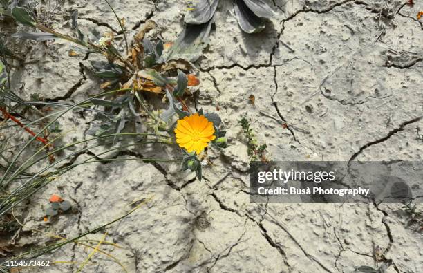 pattern of cracked and dried soil with a dandelion - climate resilience stock pictures, royalty-free photos & images