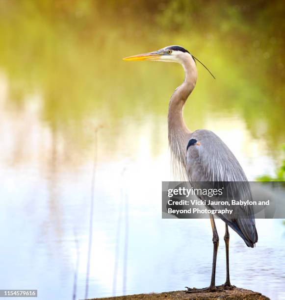 close up profile of a great blue heron in breeding plumage against water - great blue heron stock pictures, royalty-free photos & images