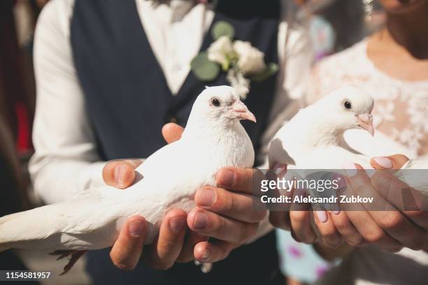 white doves in the hands of newlyweds. the bride and groom are holding pigeons, preparing to let them go into the sky. beautiful wedding ceremony in details - white pigeon stock-fotos und bilder