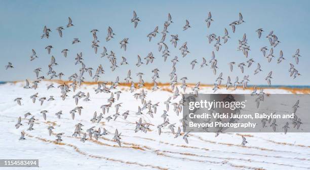 dunlin birds against a snowy beach background at jones beach, long island - dunlin bird stock pictures, royalty-free photos & images