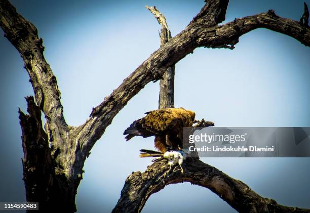 bird with it prey; bird feeding on another bird - pietermaritzburg - fotografias e filmes do acervo