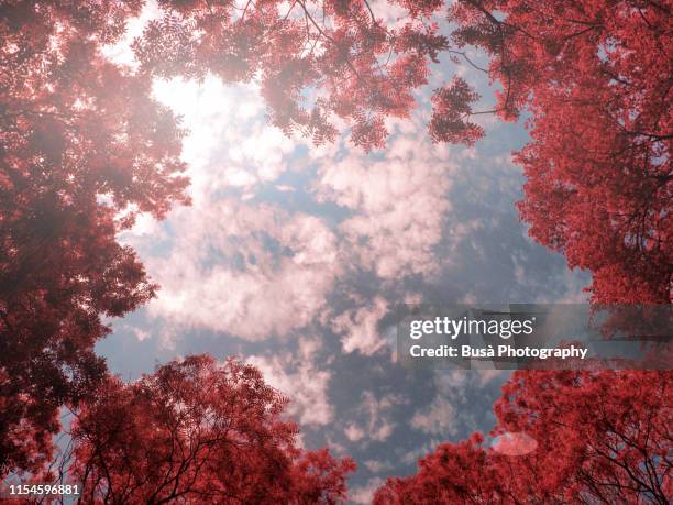 glade in the woods with pink trees - rose colored 個照片及圖片檔