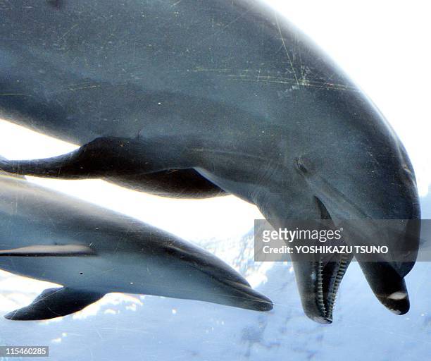 Baby bottle nose dolphin, born last month, swims close to his mother at the Hakkeijima Sea Paradise aquarium in Yokohama, suburban Tokyo on June 7,...