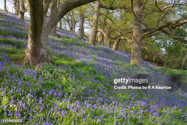 bluebells in a shropshire woodland, england - shropshire stockfoto's en -beelden