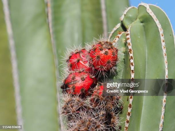 Ruby Rojas Az 215 Ruby Arizona Stock Photos, High-Res Pictures, and Images - Getty Images