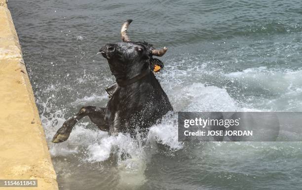 Bull jumps in the water during the traditional running of bulls "Bous a la mar" at Denia's harbour near Alicante on July 8, 2019.