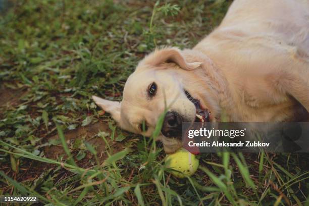 dog playing with a ball on the grass - bull balls imagens e fotografias de stock