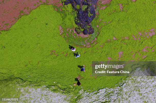 The aerial view of the beach covered by the green algae drifted from the sea in Qingdao in east China's Shandong province Monday, July 08, 2019. The...