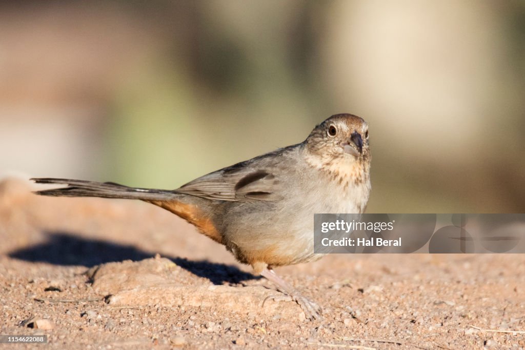 Canyon Towhee