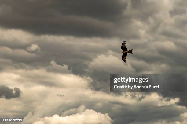 red kite, chiltern hills, oxfordshire, united kingdom - hügelkette chiltern hills stock-fotos und bilder