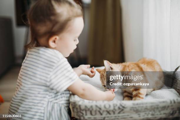 child playing with cat at home. kids and pets. - pets eating stock pictures, royalty-free photos & images