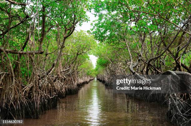 protected ecological carbon capture mangrove in everglade city, florida - pântano - fotografias e filmes do acervo