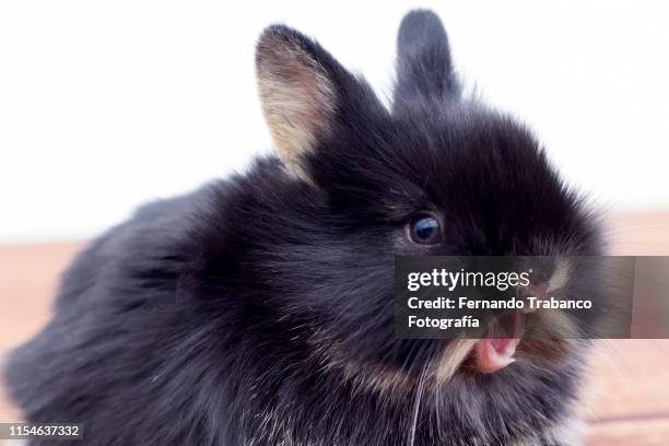 rabbit with surprise face - coniglio animale foto e immagini stock