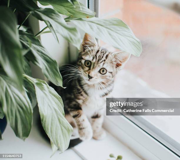 tabby kitten - grey kitten stock pictures, royalty-free photos & images
