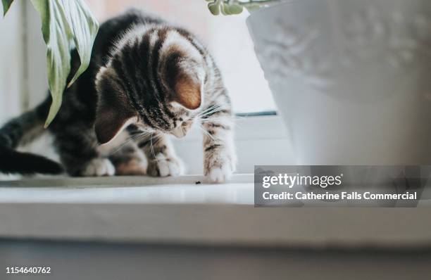 tabby kitten playing with a fly. - insect eating stock pictures, royalty-free photos & images