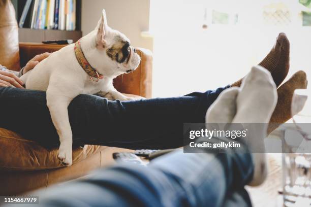 在一個懶散的下午, 和狗, 法國鬥牛犬一起休息 - men in white socks 個照片及圖片檔