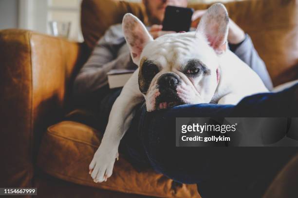 法國鬥牛犬睡在人使用他的智慧手機 - french bulldog 個照片及圖片檔