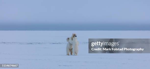 mother polar bear and cub dance on an ice floe - dancing bear stock pictures, royalty-free photos & images