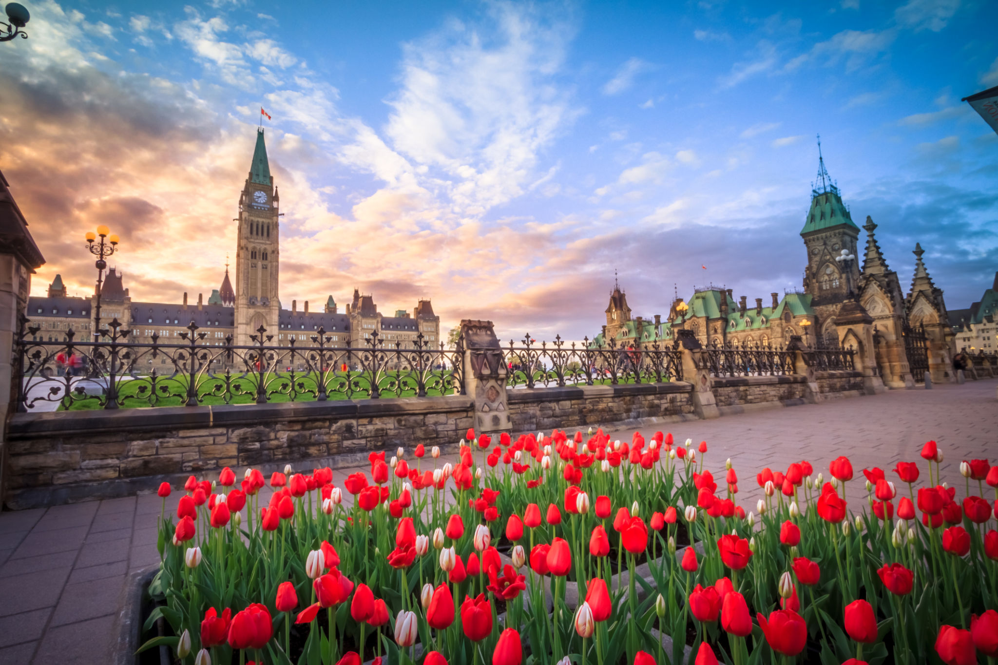 ottawa tulips