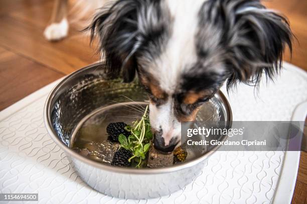 raw dog food - cibo per cani foto e immagini stock