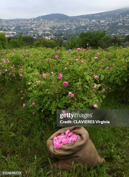 In the South of France the town of Grasse world capital of perfume, a UNESCO World Heritage Site, for its know-how in perfumes. The picking of the...