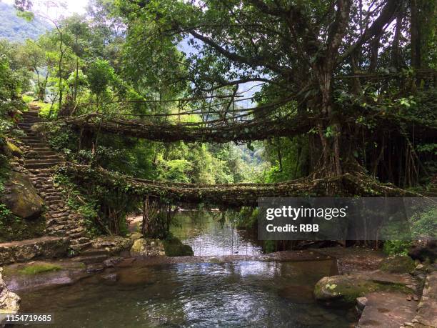 Root Float Bridge Root Bridges Photos and Premium High Res Pictures - Getty Images