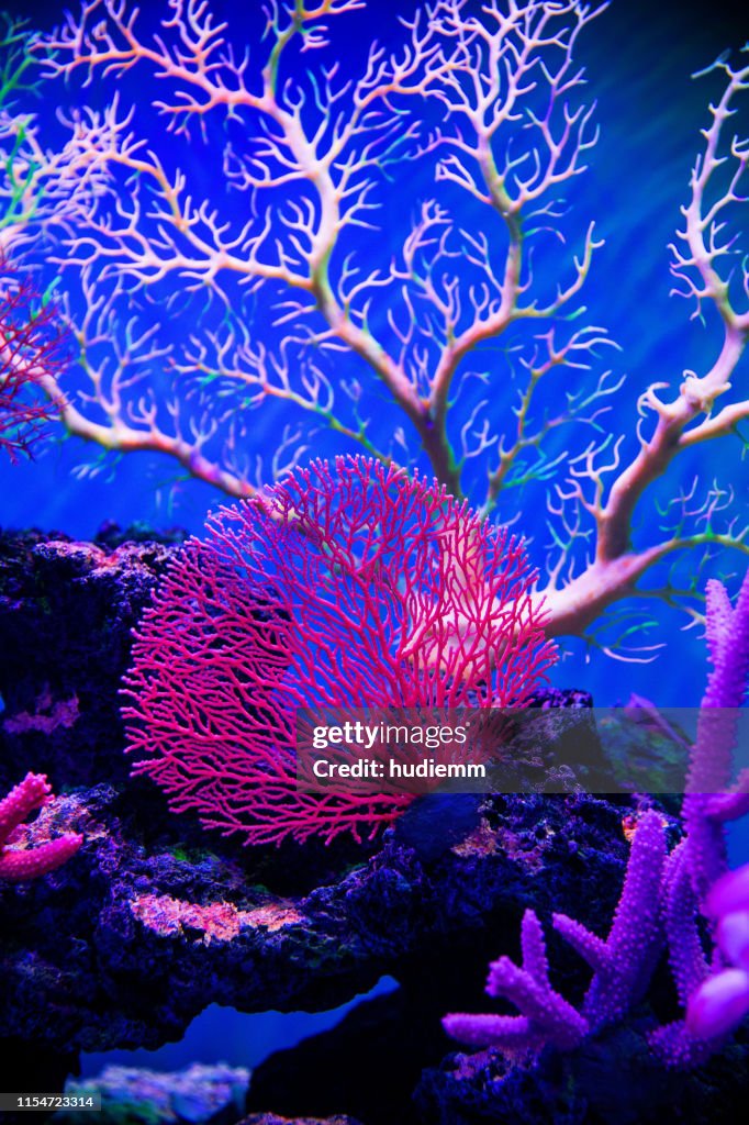 Coral reef on the ocean floor