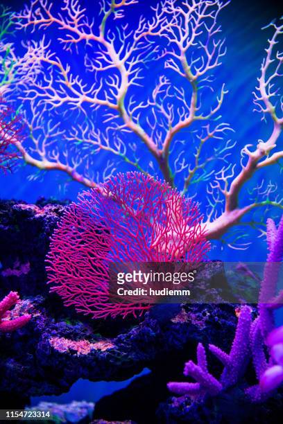 海底的珊瑚礁 - brain coral 個照片及圖片檔