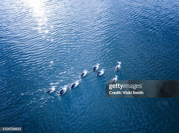 group of pelicans swimming in blue water - sea water bird fotografías e imágenes de stock