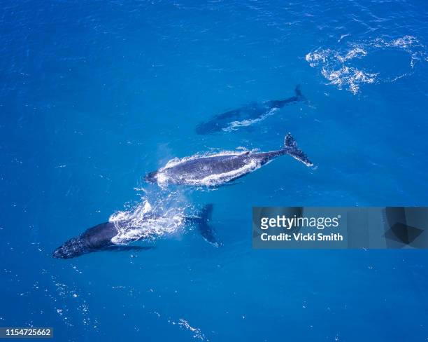 humpback whales swimming in blue water - bando de mamíferos marinhos - fotografias e filmes do acervo