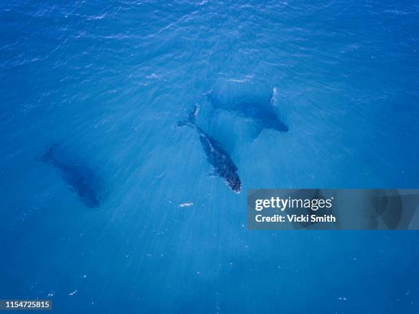 humpback whales swimming in blue water - pod group of animals stock-fotos und bilder