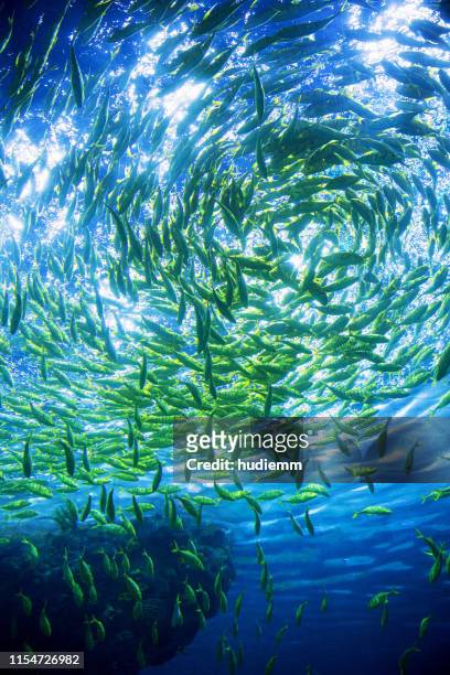 onderwater scène met rif en tropische vissen - great barrier reef marine park stockfoto's en -beelden