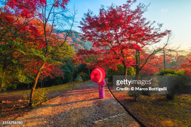 japanese woman contemplating the maples in autumn, japan - japanese maple stockfoto's en -beelden