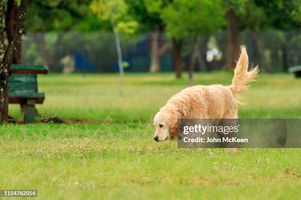 golden retriever sniffing - off leash dog park stock pictures, royalty-free photos & images