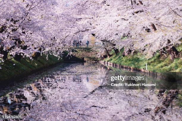 beautiful cherry blossoms in hirosaki park, aomori prefecture - 東�北地方 ストックフォトと画像