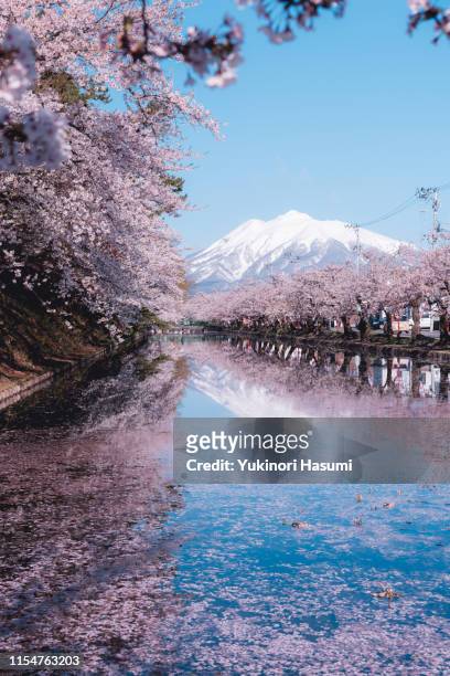 beautiful cherry blossoms in hirosaki park, aomori prefecture - 青森県 ストックフォトと画像