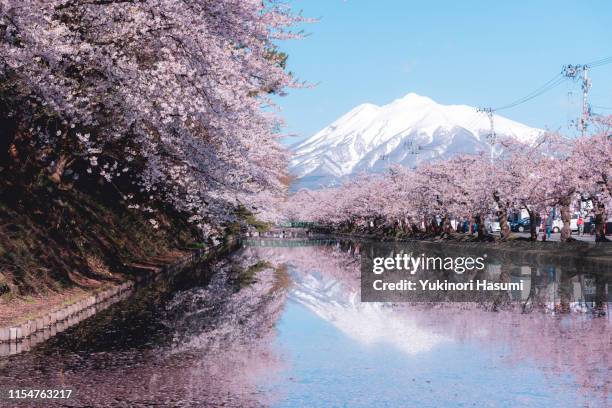 beautiful cherry blossoms in hirosaki park, aomori prefecture - hanami stock pictures, royalty-free photos & images