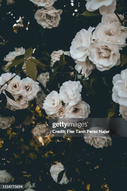 white roses background - bridal background stock pictures, royalty-free photos & images