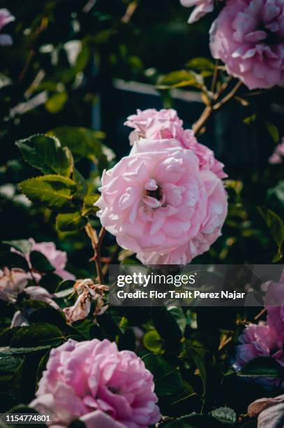 rose flowers - rosa flor stock pictures, royalty-free photos & images