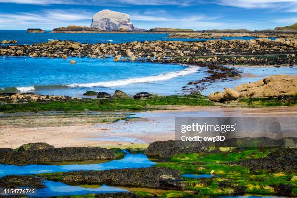 stunning view on stone with seaweed and bass rock, colony of gannets, north berwick, scotland, uk - north berwick stock pictures, royalty-free photos & images