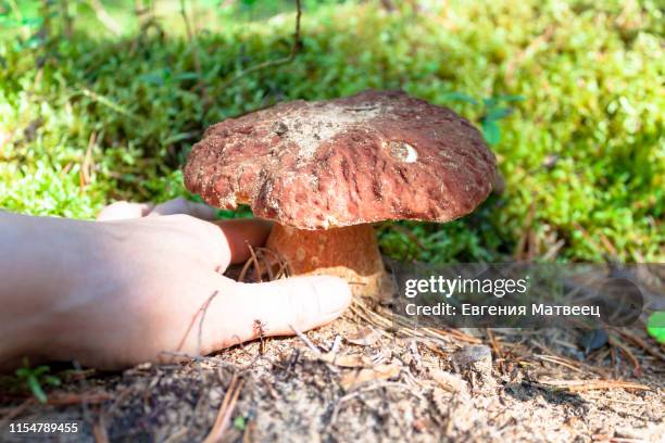 woman hand pluck pick up edible white mushroom cep, porcino, bolete, boletus. - animals hunting stock pictures, royalty-free photos & images