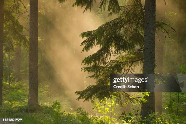 forest with a spruce in the summer in evening light with fog - spruce branch stock pictures, royalty-free photos & images