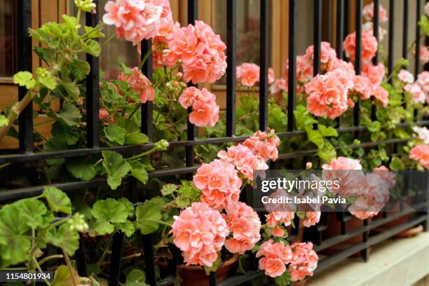 window with geraniums - geranie stock-fotos und bilder