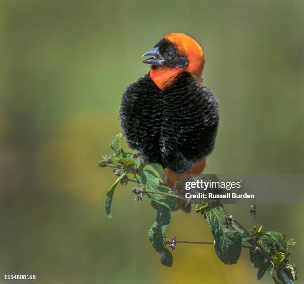 southern red bishop on perch - euplectes orix stock pictures, royalty-free photos & images