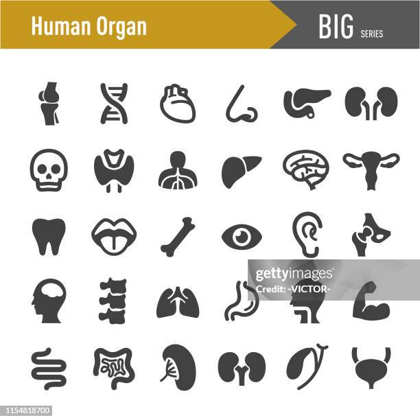 illustrations, cliparts, dessins animés et icônes de icônes de l’orgue humain-big series - muscle humain