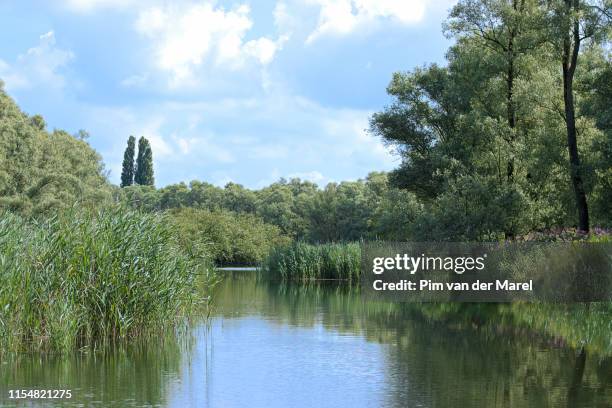 tidal region 'the biesbosch' offers natural beauty and scenery in rural waterfronts - dordrecht stockfoto's en -beelden