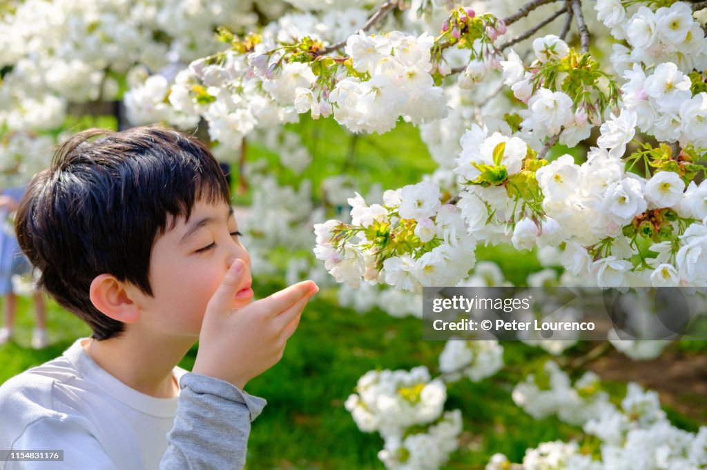 Boy smelling cherry blossom